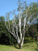 Tree at Changgyeonggung Palace