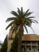 Tree hides a church