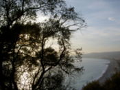 The sun shines through the trees