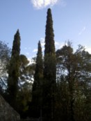 Tall and (I think) shaped trees