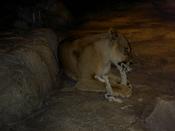 This Is One Really Big Kitty