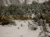 Trees caked in snow