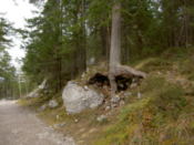 A tree's roots are exposed