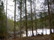 The tiny lake through the trees