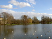 Lots of ducks
