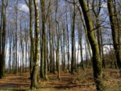 Trees....