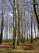 ...tall trees.