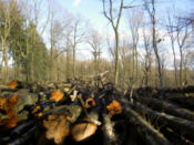 Lots of felled trees