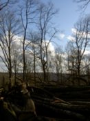 Looking at the edge of the forest