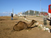 A camel
