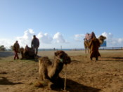 Many camels