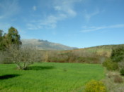 A field by the town