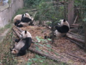 Giant Panda cubs eating bamboo