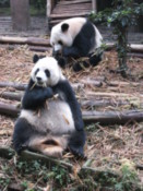 Giant Panda cubs eating bamboo