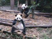 Giant Panda cubs eating bamboo