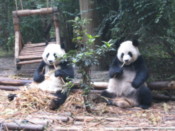 Giant Panda cubs eating bamboo