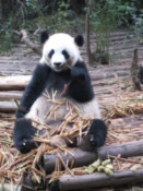 Giant Panda cub eating bamboo