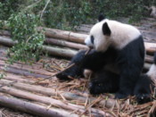 Giant Panda cub eating bamboo