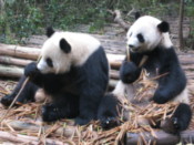Giant Panda cubs eating bamboo