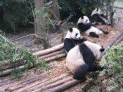 Giant Panda cubs eating bamboo