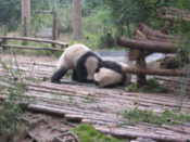 Two adult pandas playing