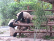 Two adult pandas playing