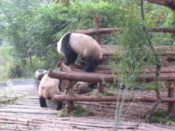Two adult pandas playing