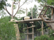 The panda kindergaten