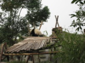 The panda kindergaten