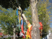 Prayer flags around a tree