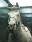 Horse in a display cabinet