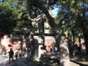 In the Imperial Gardens