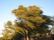 Trees blowing in the strong wind