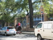 Riding a horse through the traffic