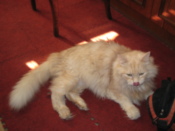 Dmitry's cat
