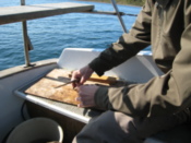 Preparing bait for fishing