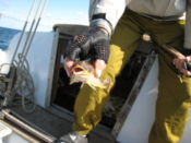 I caught a fish