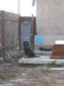 The hostel dog