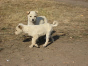 Puppies playing