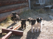 More puppies