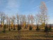 Tatishev Island