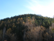 Taiga