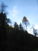 Taiga