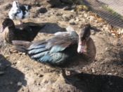 Duck