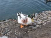 Duck