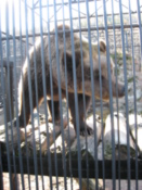 Brown Bear