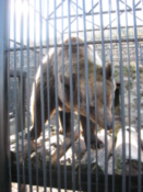 Brown Bear