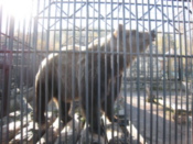 Brown Bear
