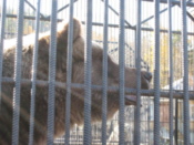 Brown Bear