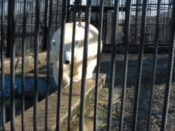 Polar bear